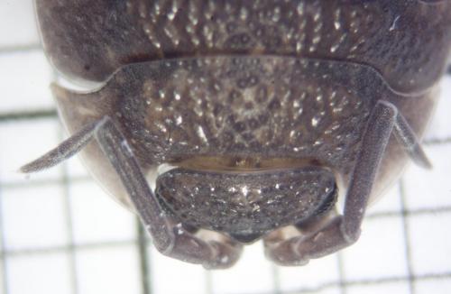 Réf. 79 619 : Porcellio scaber