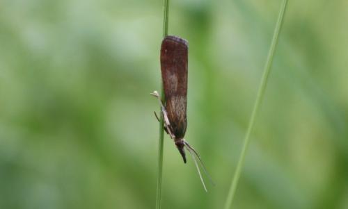 Réf. 79 555 : Hypochalcia ahenella