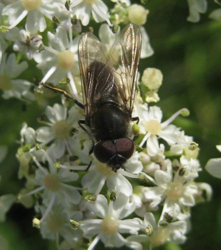 Cheilosia variabilis