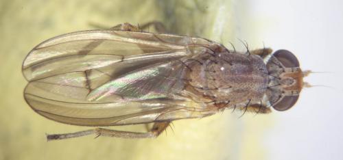 Réf. 79 641 : Pherbellia scutellaris