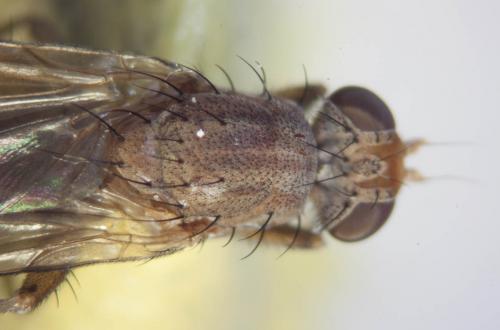 Réf. 79 642 : Pherbellia scutellaris