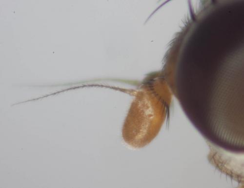 Réf. 79 644 : Pherbellia scutellaris