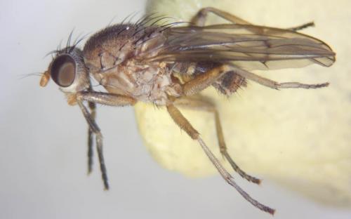 Réf. 79 643 : Pherbellia scutellaris