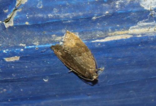 Acleris hastiana