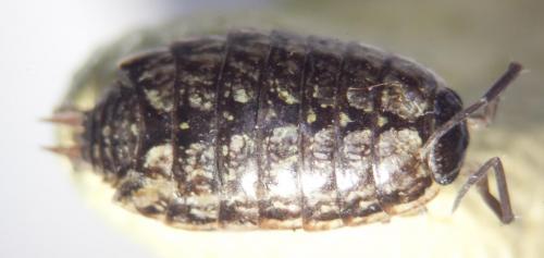 Philoscia muscorum
