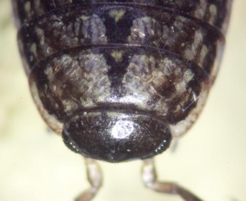 Philoscia muscorum