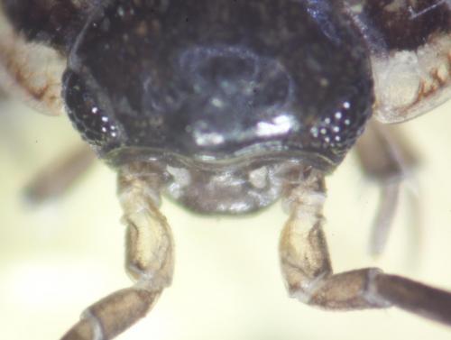 Philoscia muscorum