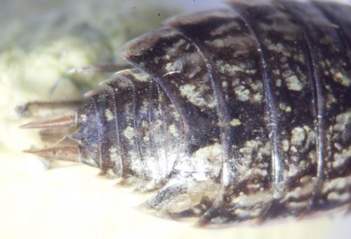 Philoscia muscorum