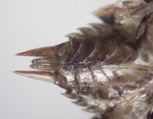 Philoscia muscorum