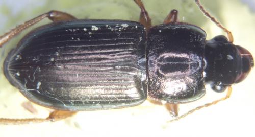 Réf. 79 759 : Harpalus affinis