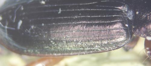 Harpalus affinis