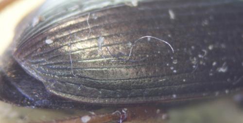Harpalus affinis