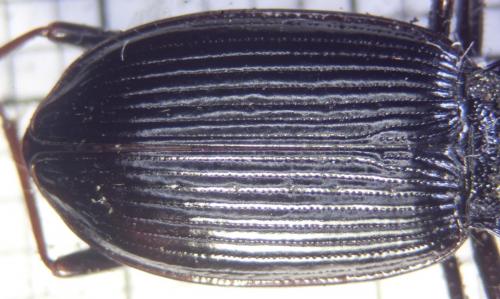 Nebria brevicollis