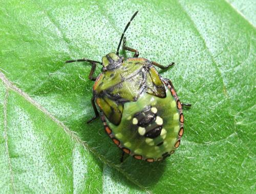 Nezara viridula