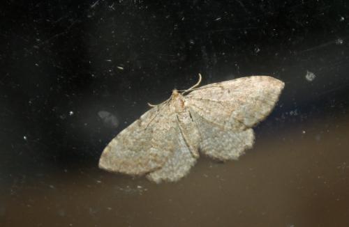 Réf. 79 997 : Philereme vetulata