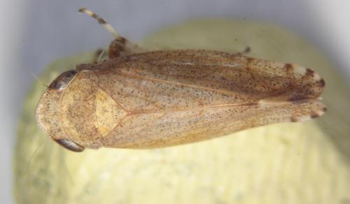 Fieberiella florii