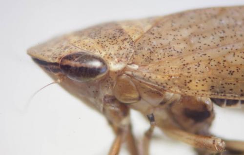 Réf. 79 853 : Fieberiella florii