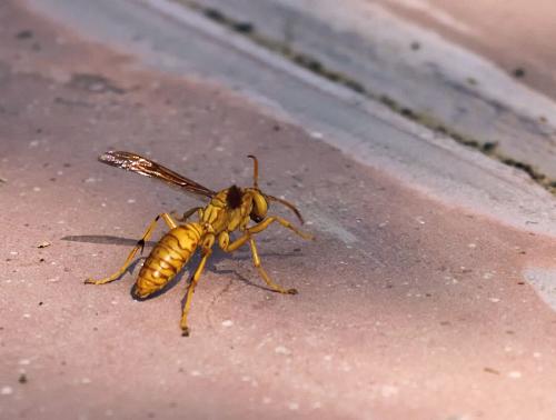 Réf. 79 359 : Polistes olivaceus