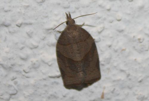 Pandemis dumetana
