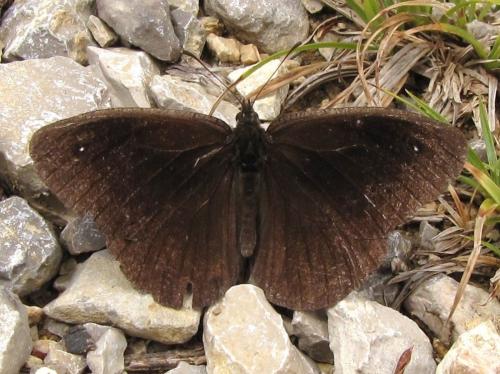 Satyrus actaea