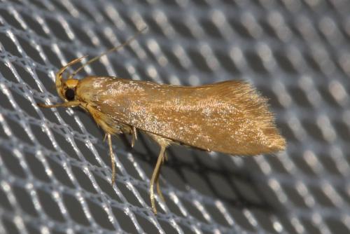 Crassa sp.