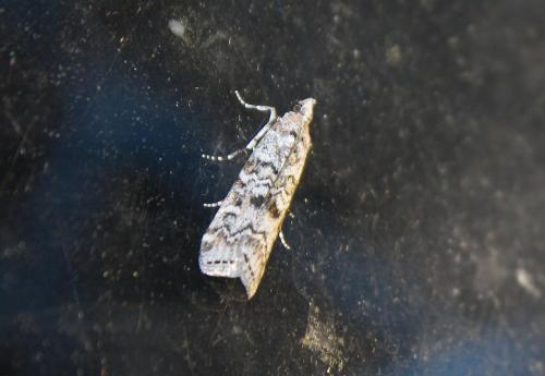 Réf. 79 615 : Dioryctria sp.
