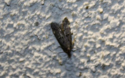 Dichomeris alacella