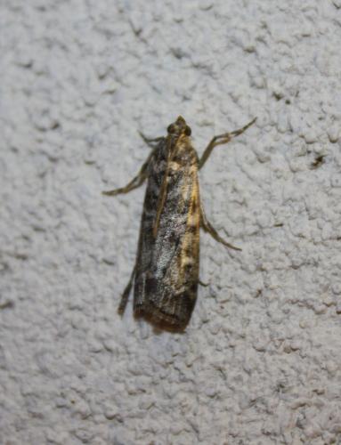Réf. 79 996 : Dioryctria sp.