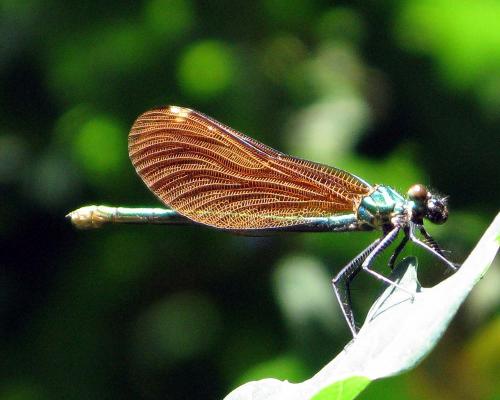 Calopteryx virgo