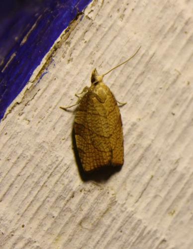 Pandemis corylana