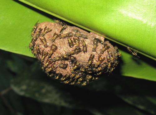 Polistes sp.