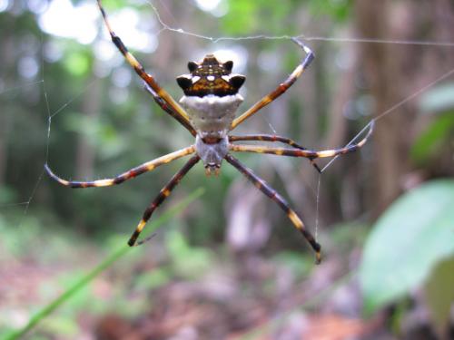 Réf. 79 255 : Argiope argentata