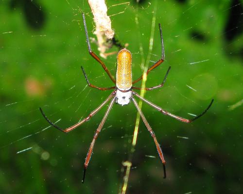 Nephila sp.