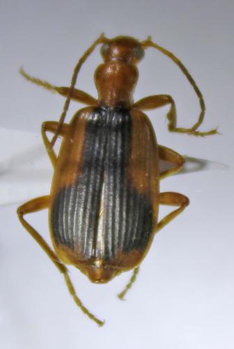 Brachinus humeralis