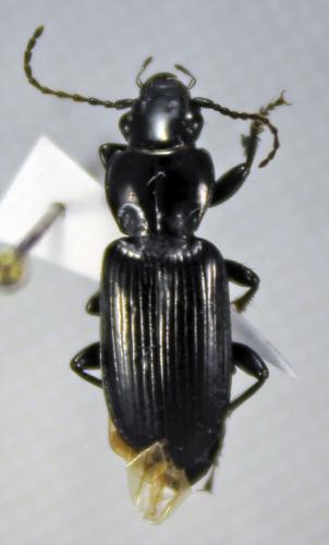 Pterostichus elongatus