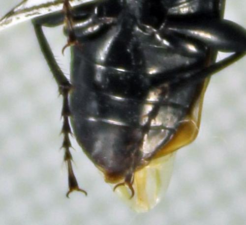 Pterostichus elongatus