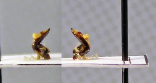 Pterostichus elongatus
