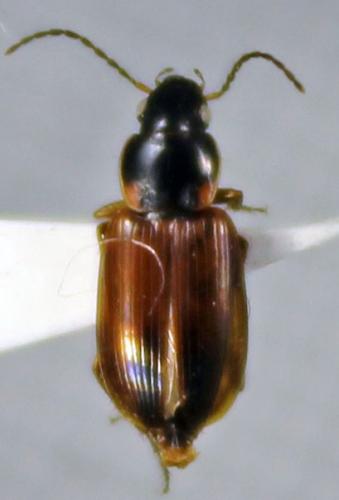 Réf. 79 809 : Stenolophus mixtus
