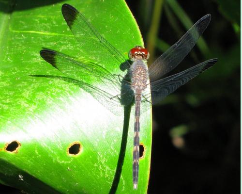 Uracis sp.