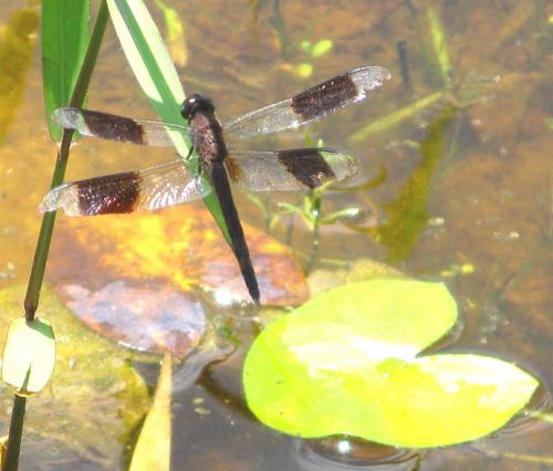 Réf. 79 301 : Erythrodiplax umbrata