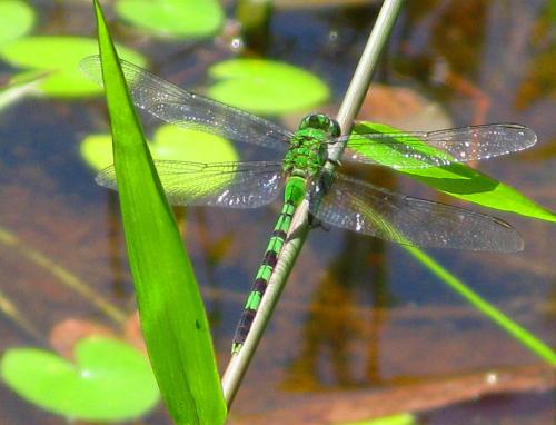 Erythemis vesiculosa