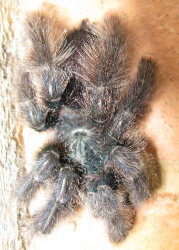 Avicularia avicularia