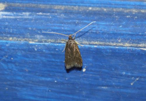 Réf. 79 568 : Lecithocera sp.