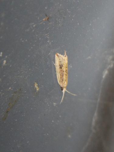 Réf. 79 625 : Bactra sp.
