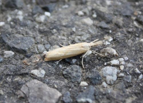 Agriphila sp.