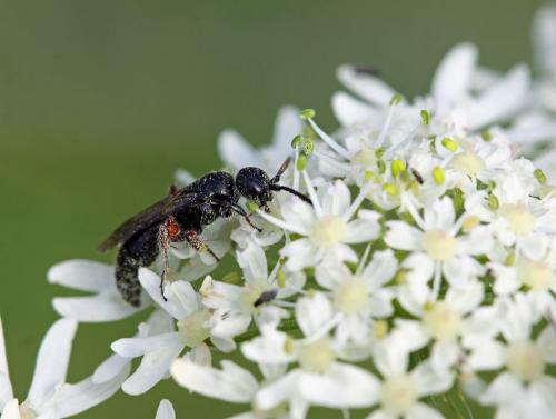 Tiphia femorata