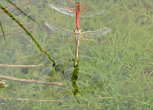 Sympetrum fonscolombii