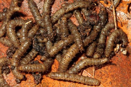Réf. 79 466 : Bibio sp.