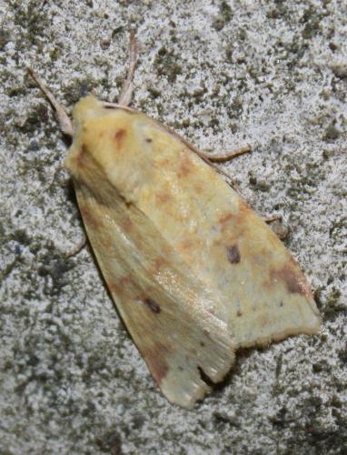 Réf. 79 330 : Xanthia icteritia