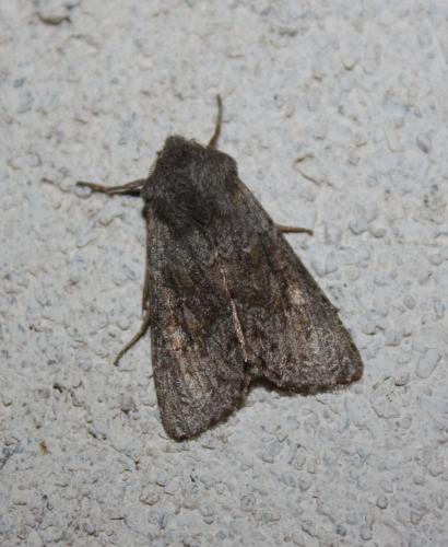 Réf. 79 509 : Aporophyla lueneburgensis